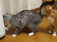 开云体育官方-前长人力表情意技战戏全望峰的简单介绍