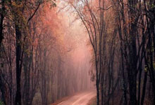 马赛主场击败利尔，狂欢庆祝大胜